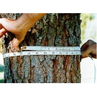 Diameter Tape Yamayo 10m 3